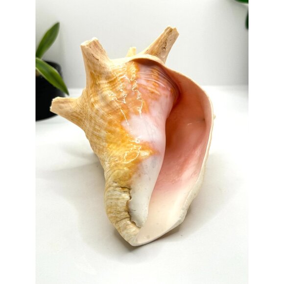 Large Natural Conch Shell Coastal Decor Beach Themed Home Accent Nautical Displa - Picture 3 of 8